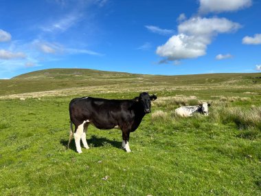 Bozkır tepesinde, Malham, Skipton, İngiltere yakınlarındaki bir yaz gününde dinlenen iki inek.