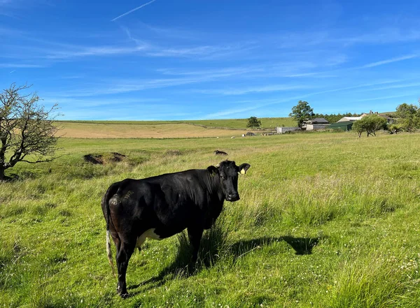 Rural scene, with a black cow in a large pasture, with farm buildings, and a blue sky near, Slaidburn, Clitheroe, UK