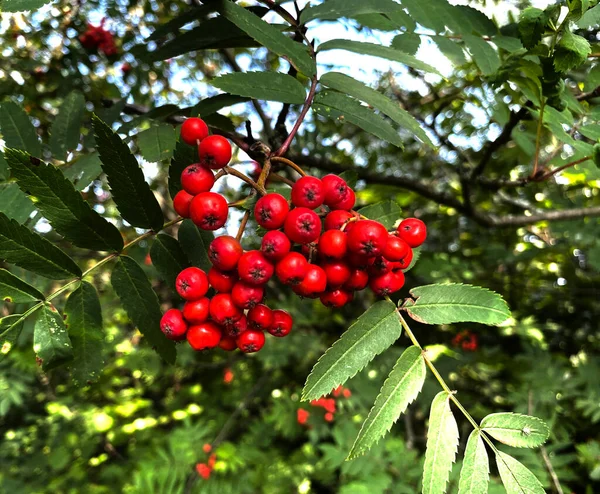 Red Berries Hanging Tree Close Roadside Bradford — Stok Foto