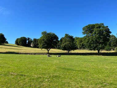 Kırsal alan, öğleden sonra güneş batarken dinlenen iki inekle Dean House Lane, Luddenden Foot