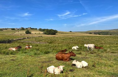 Kırsal alan, inekler ve buzağılarla, otlakta dinlenen, uzak mesafeli, Delph, İngiltere