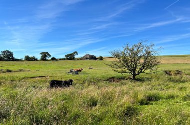 Kırsal alan, inekler ve onların buzağılarıyla, yakınlardaki uzun otların arasında besleniyorlar, Slaidburn, Clitheroe, İngiltere
