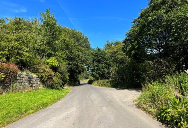 Looking up, Tame Lane, with wild plants, old trees, and a blue sky in, Delph, Oldham, UK