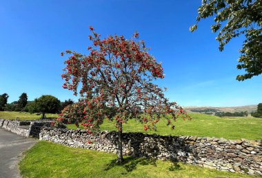 Tree with red berries, by a dry stone wall, with fields and hills, in the distance near, Austwick, UK