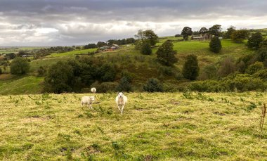 High on the hills, on a rainy day, with fields, sheep, distant hills and farms near, Sowerby Bridge, UK