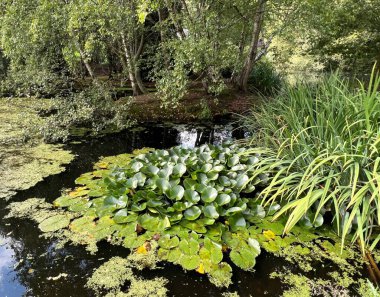 Küçük bir gölet, eski ağaçlar ve nehir kıyısında yabani su bitkileri, Bingley, İngiltere