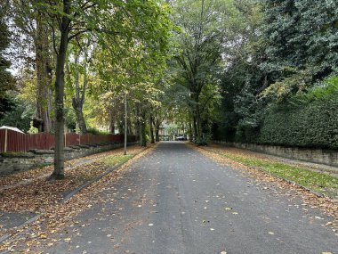 Ashburnham Grove, eski ağaçlar, düşen yapraklar ve Victoria dönemi evleri, bulutlu bir sonbahar gününde, Bradford, İngiltere 'de.