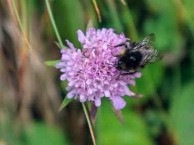 Dağlardaki bir çiçekte yaban arısı