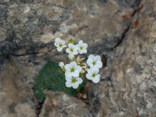 Alp çiçeği deniz seviyesinden 1500 metre yukarıda.