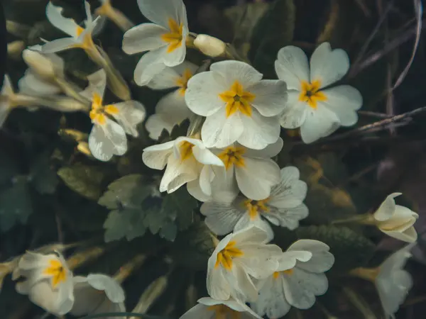 Flower in the italian field