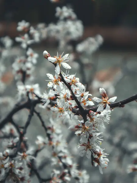 Apricot tree flowers in early spring