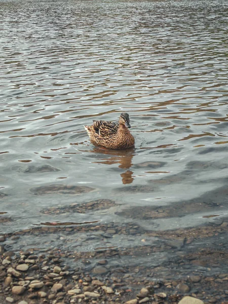 Lonely duck in spring pond