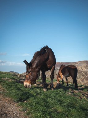 İtalyan Alplerinde vahşi katırlar