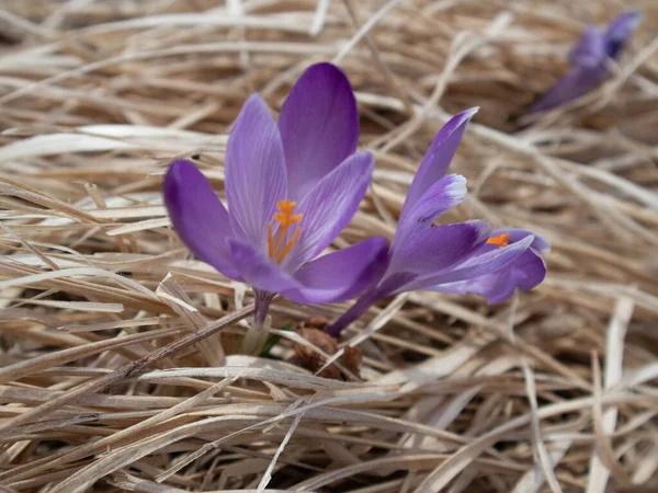 Macro Photography Flower Italian Alps Spring — Fotografia de Stock