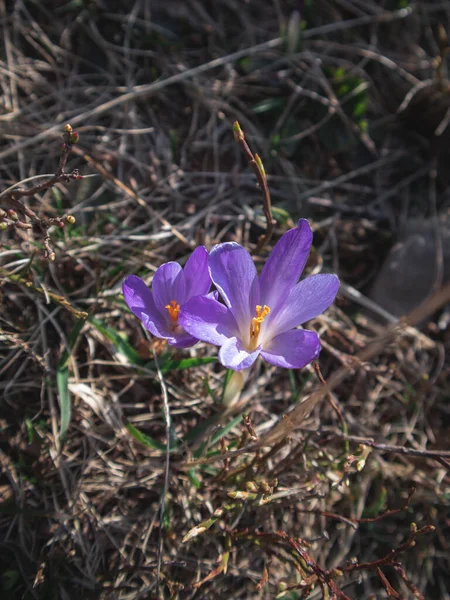 Macro Photography Flower Italian Alps Spring — 스톡 사진