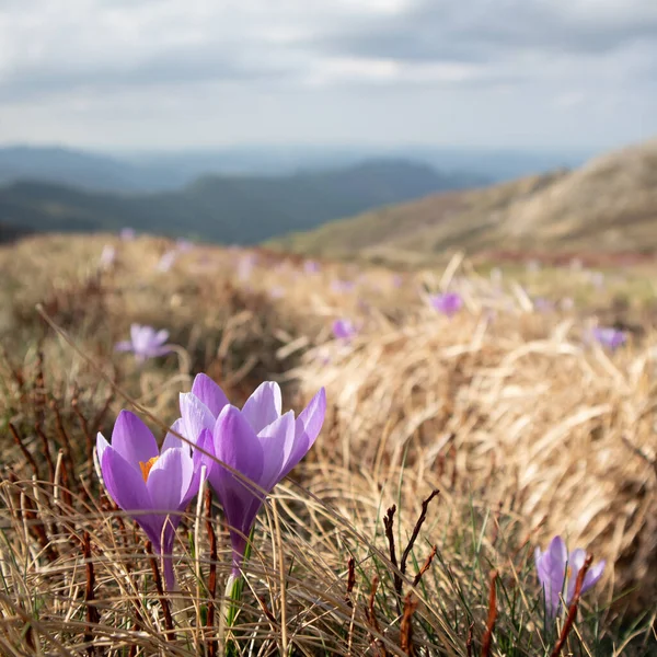 Macro Photography Flower Italian Alps Spring — Fotografia de Stock