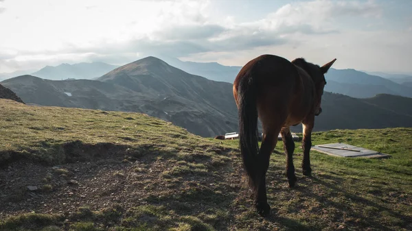 Wild mules in the Italian Alps