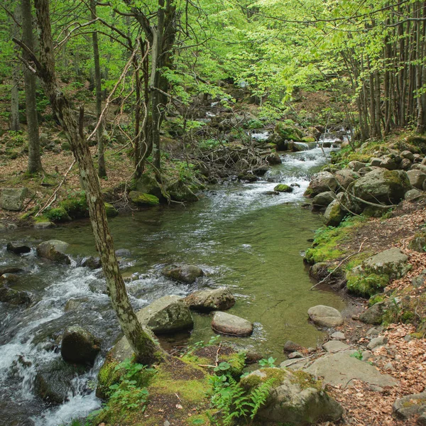 Nature of the italian alps in spring