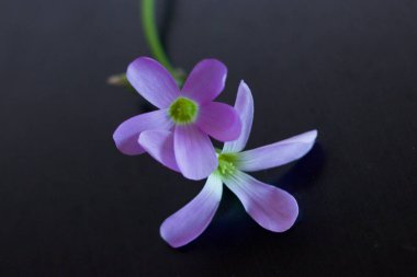 Siyah üzerine iki mor çiçek.