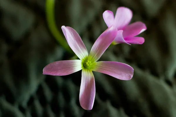 灰色背景下的粉红色花朵 — 图库照片