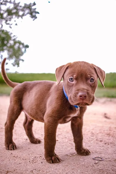 Thomas Leukste Puppy — Stockfoto