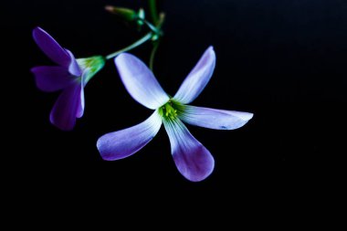 Mor çiçekli makro siyah arkaplan 