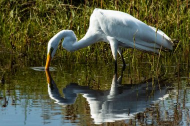Akbalıkçıl gölde 