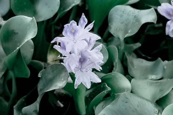 Fagyasztott Virágok — Stock Fotó