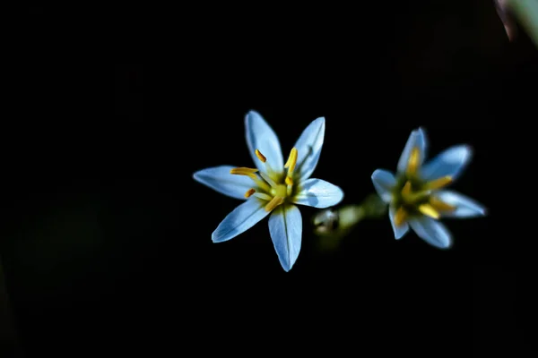 Ljusblomman — Stockfoto