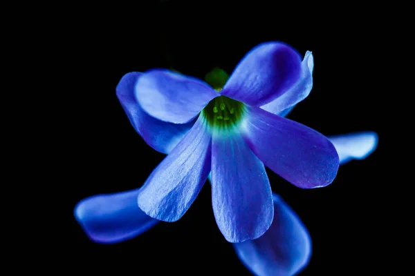 Fialový Květ Květu — Stock fotografie