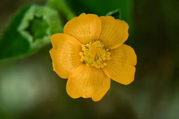 黄色の花マクロをアップクローズ — ストック写真