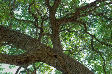 Ağacın içinden yukarı bakıyorum.