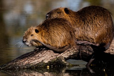 Ağaçkakanlar güneşte ısınıyor.