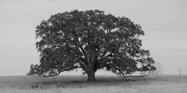 Χαριτωμένο Μαύρο Και Άσπρο Του Μεγάλου Δέντρου — Φωτογραφία Αρχείου
