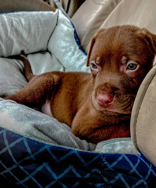 Uykulu gözlü yavru Thomas.