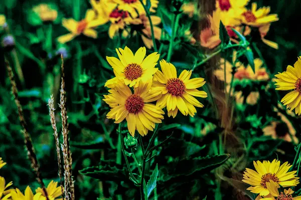 Yellow Flowers Grouped Together — Stockfoto