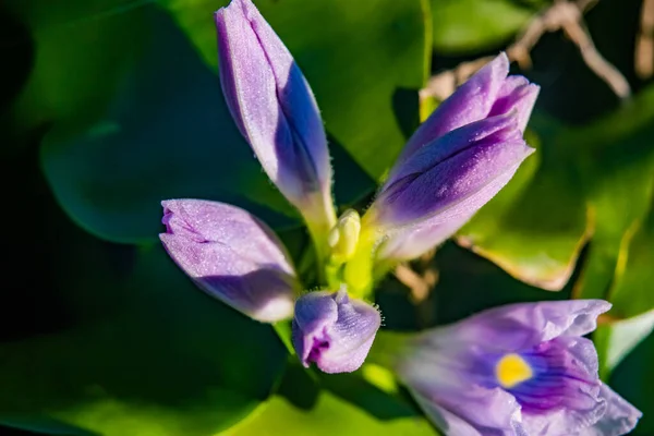 Lila Blommor Solen — Stockfoto