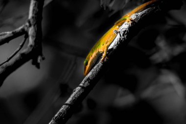 Işıktaki kertenkele, renk seç