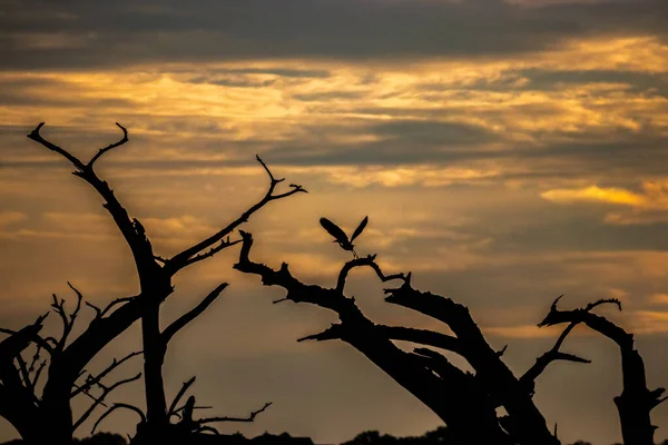 Silhouette Heron Flying Early Light — Stock Fotó