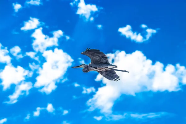 Great Blue Heron Flying Blue Sky Clouds — стокове фото