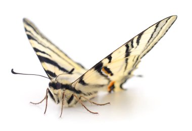 Kırlangıç (Papilio machaon) beyaz arkaplanda izole edildi.