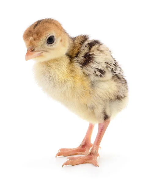 Mignonne Petite Dinde Poulet Nouveau Née Isolée Sur Fond Blanc — Photo