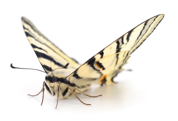 Queue Hirondelle Papilio Machaon Isolée Sur Fond Blanc — Photo