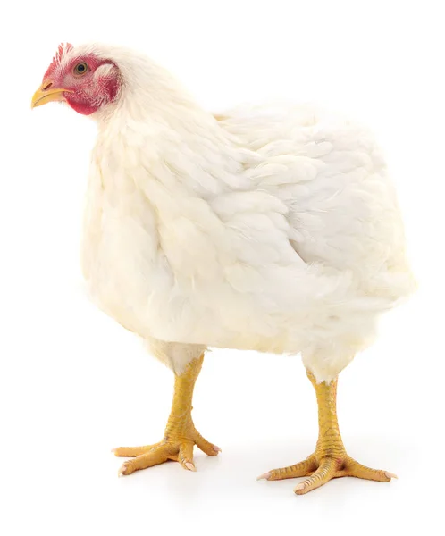 White Hen Isolated White Studio Shot — Stock Photo, Image