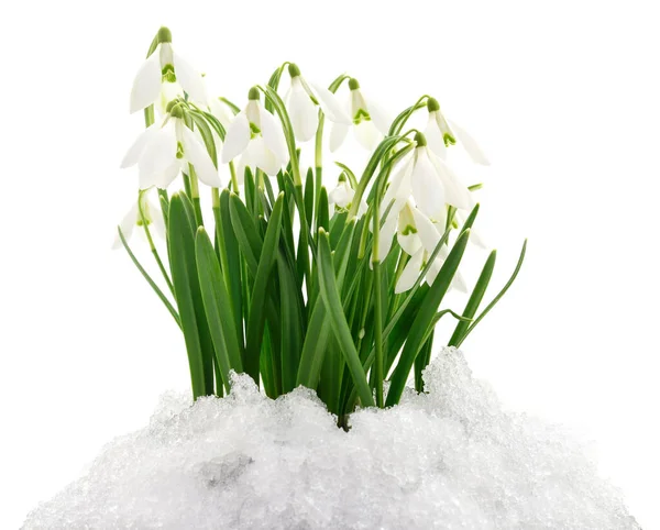 Fleurs Chute Neige Sortant Vraie Neige Isolée Sur Blanc — Photo