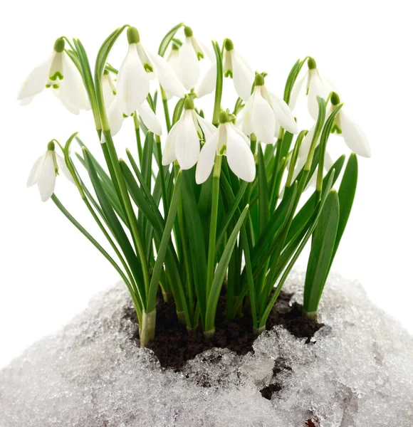 Snowdrop Flowers Coming Out Real Snow Isolated White — Stock Photo, Image