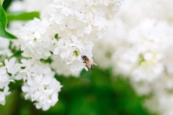 Naturbakgrund Honungsbin Och Vita Lila Blommor — Stockfoto