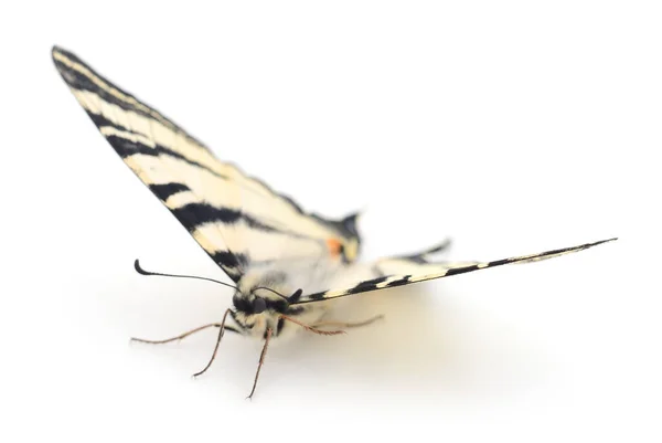 Queue Hirondelle Papilio Machaon Isolée Sur Fond Blanc — Photo