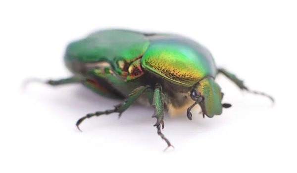 Escarabajo Verde Chafer Rosa Cetonia Aurata Aislado Sobre Fondo Blanco — Foto de Stock