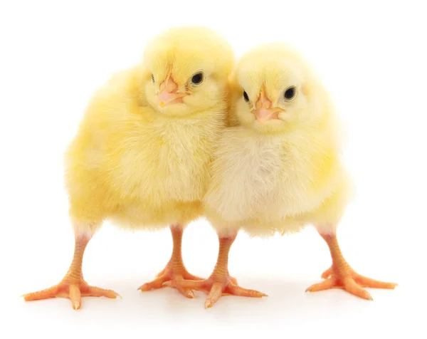 Deux Poulets Jaunes Isolés Sur Fond Blanc — Photo